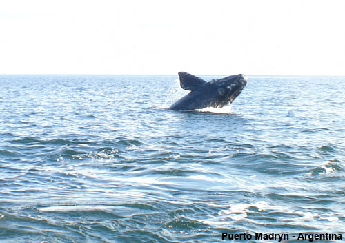 Ballena durante el viaje